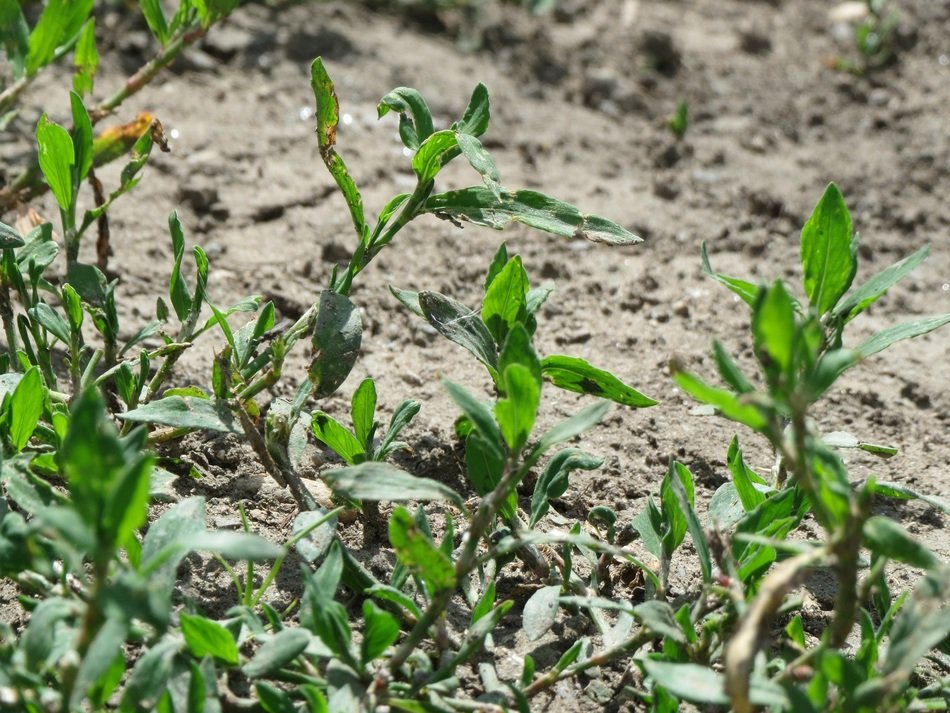 polygonum aviculare, common knotgrass on soil