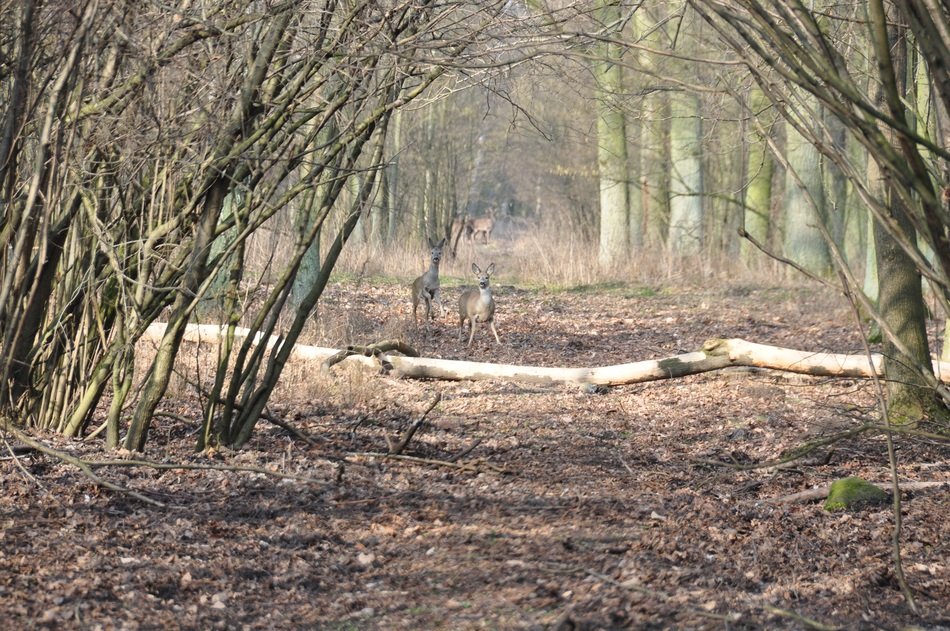 deer in the middle of the wood