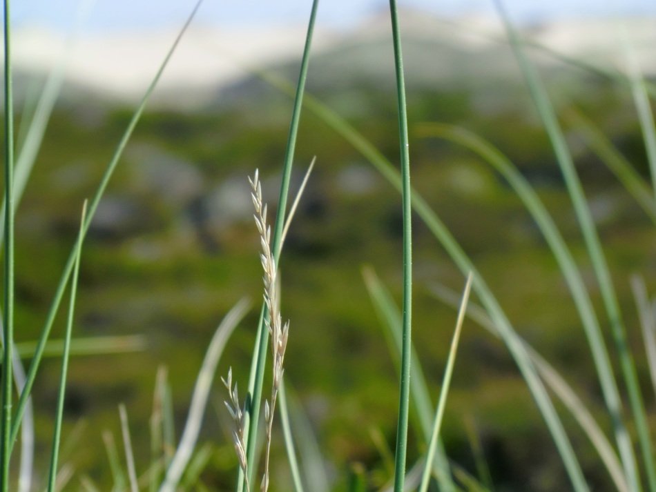 green grass on the farm