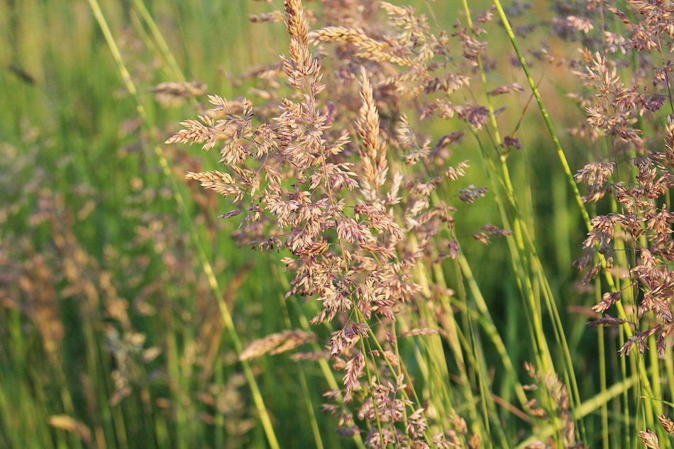 blooming pointed flower