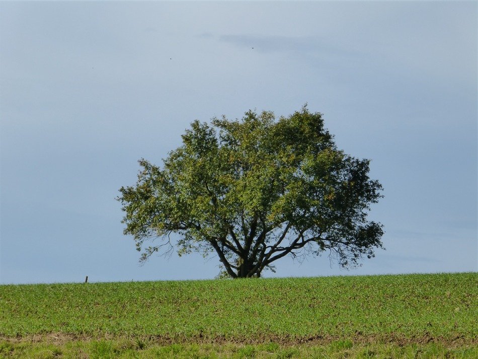 Photo of green tree on a green meadow