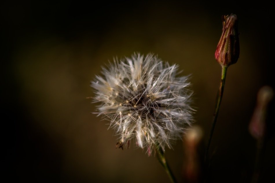 White and red flowers on the meadow