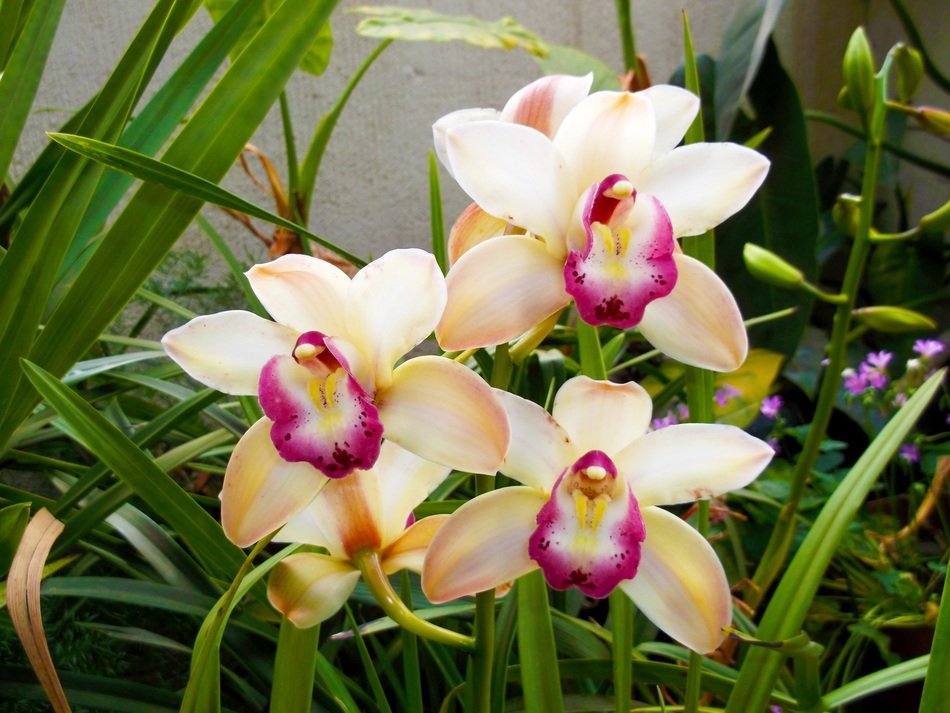 yellow orchids with pink core on a bush close-up