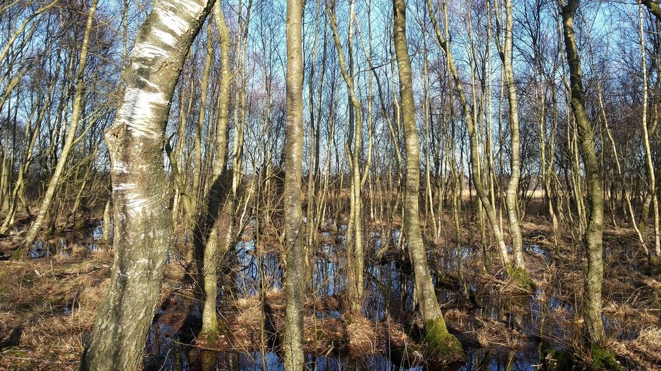 Forest in Zwillbrock