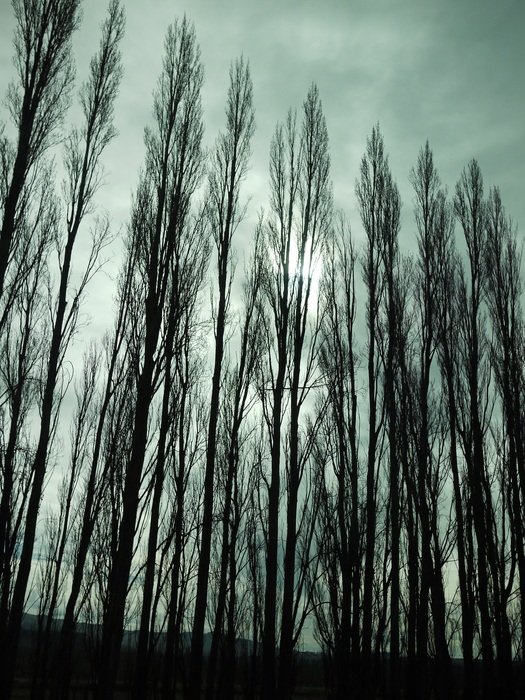 Landscape of the hight trees
