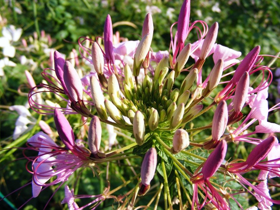 soapwort blossom close up