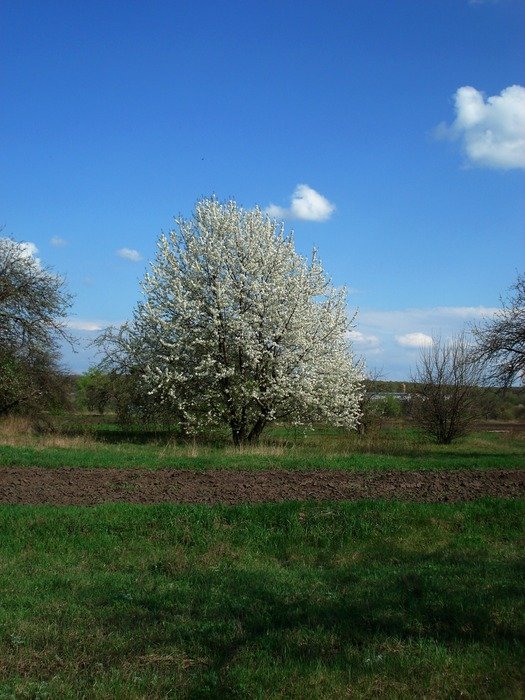 flowering tree on the green meadow