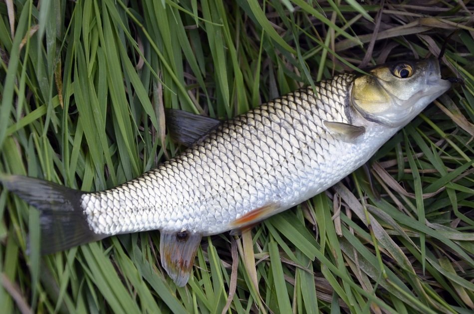 catched fish on grass, mullet