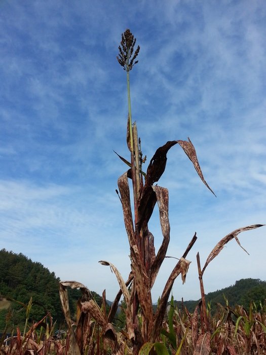 lonely millet on a background of blue sky
