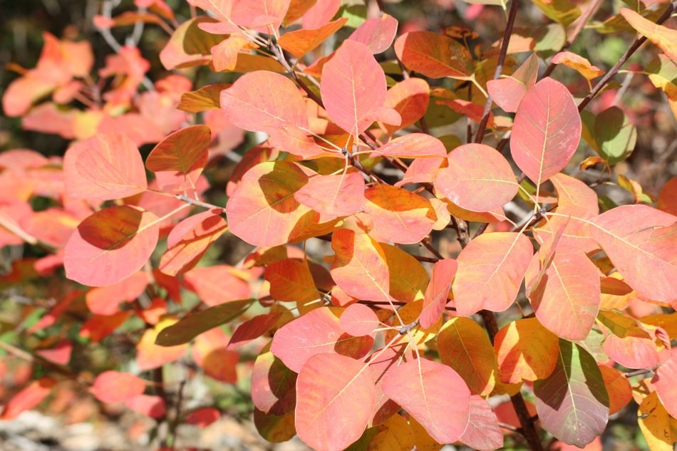 Picture of wild plants