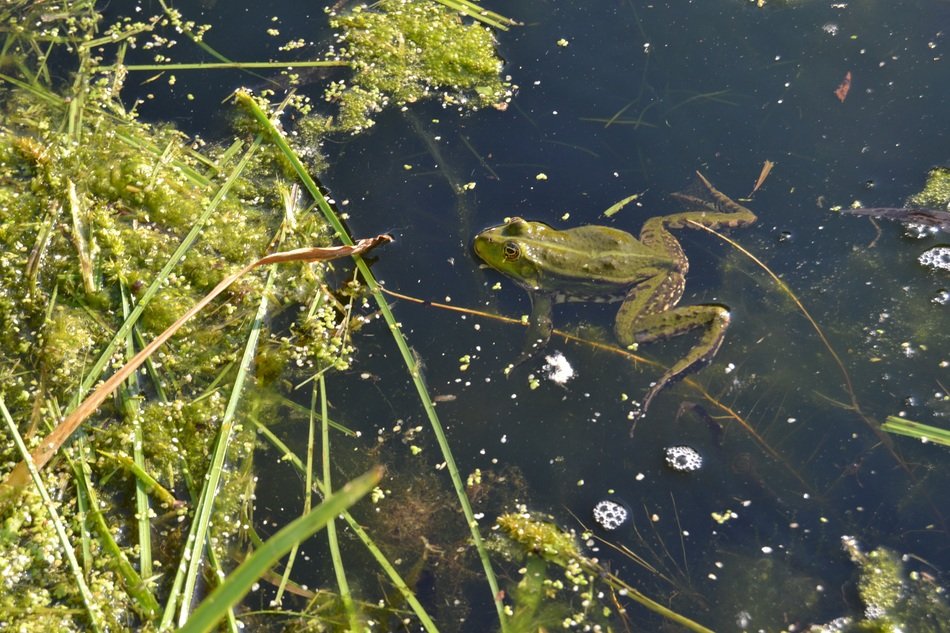 green frog animal in pond