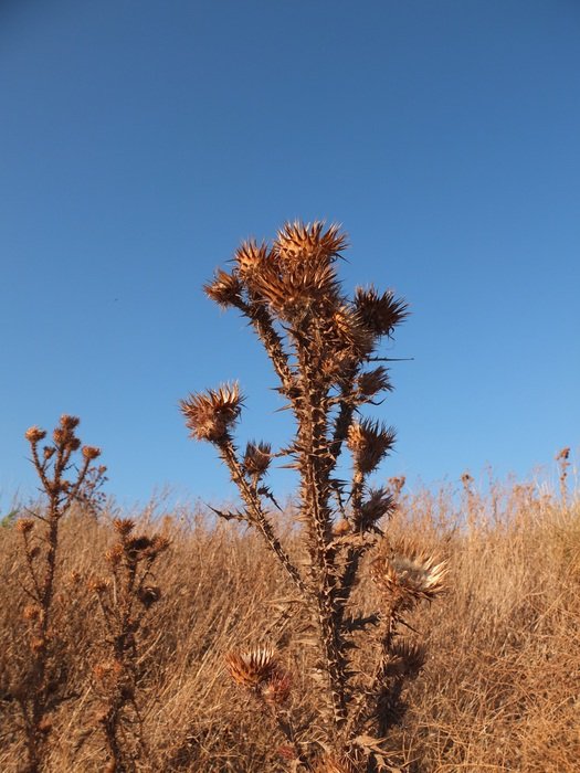 thistle in Sardinia