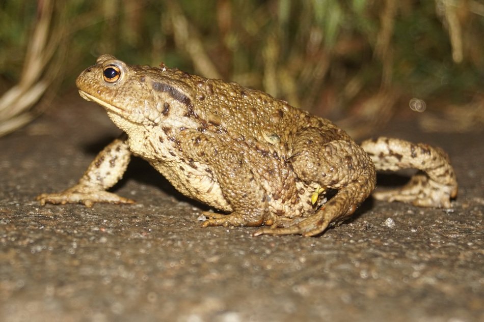 common fat frog