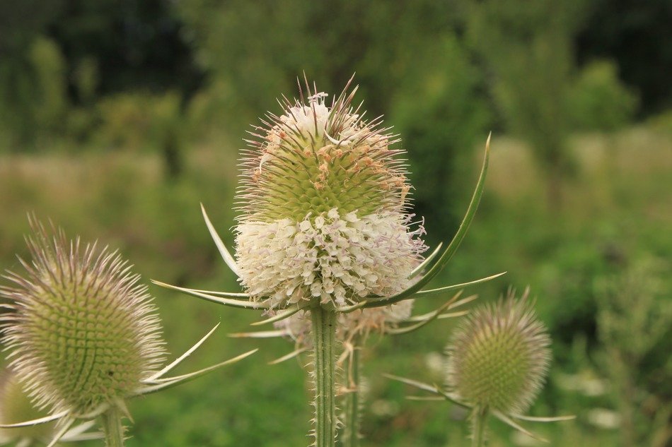 teasel bud