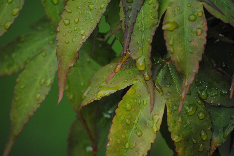 green leaves in drops close-up