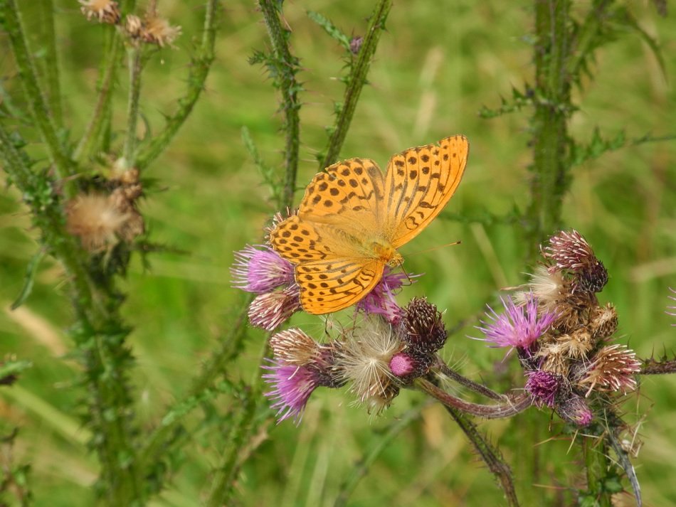 painted lady butterfly in nature on blurred background