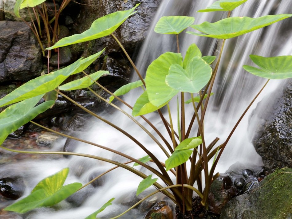 Landscape with the plant near the waterfall