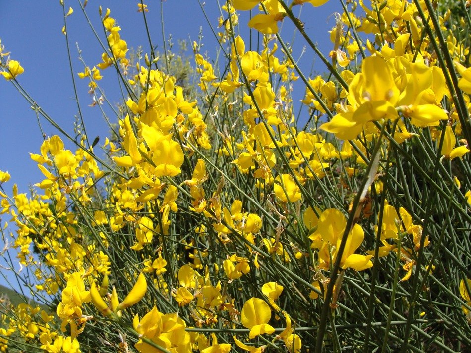 Beautiful yellow genista flowers at blue sky background