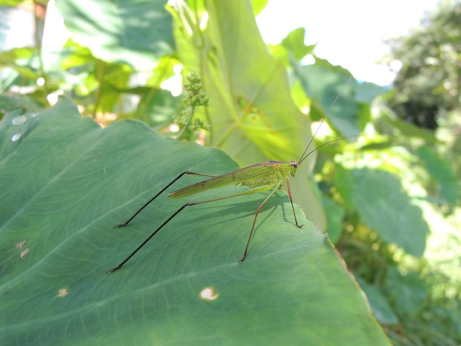 unusually beautiful grasshopper