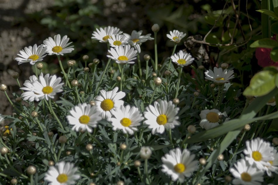 picture of margrite flowers