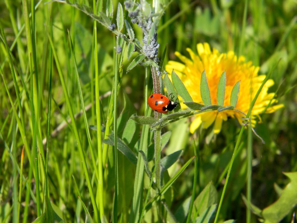 Picture of the ladybug on a dandelion