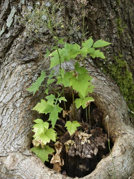 Young tree near the root