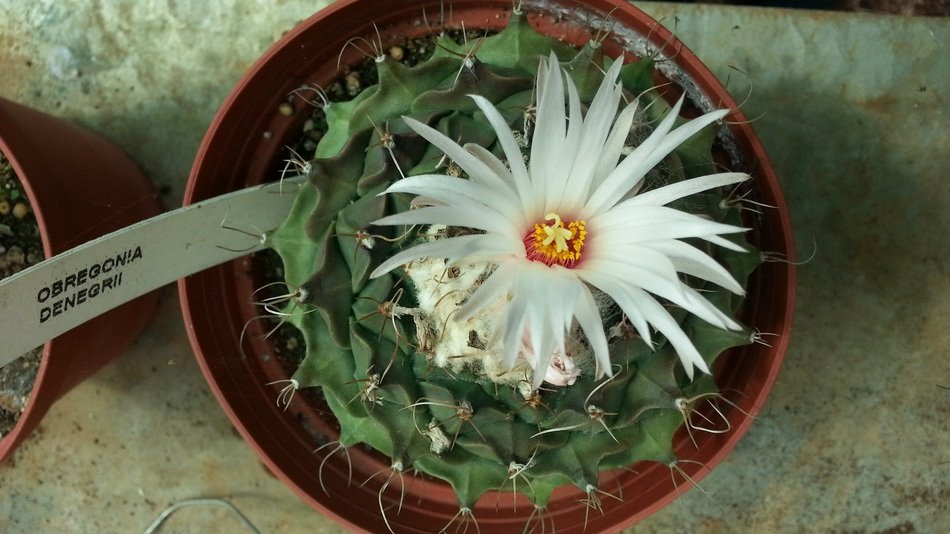 obregonia denegrii cactus