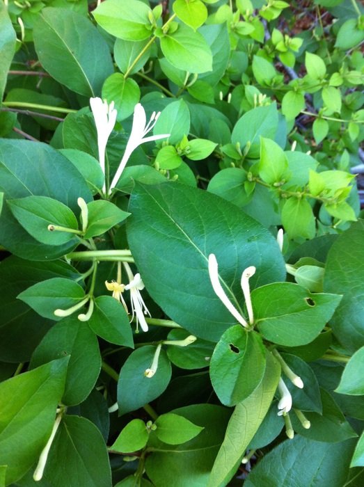 Lonicera or honeysuckles