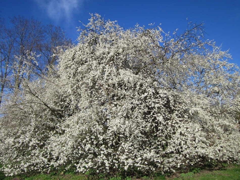flowering tree in countryside of Germany