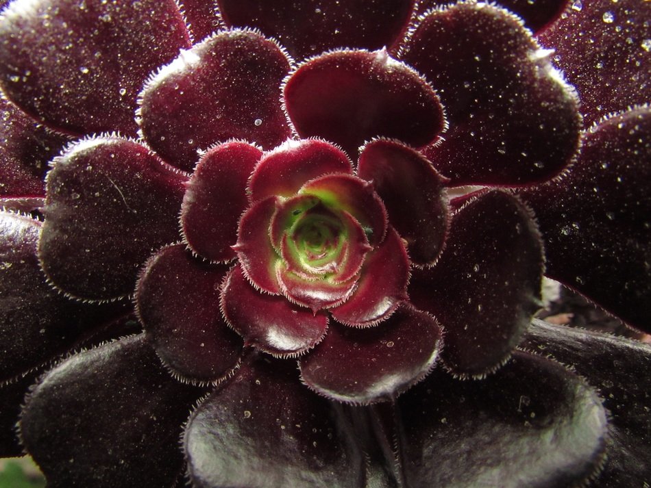 Exotic black rose