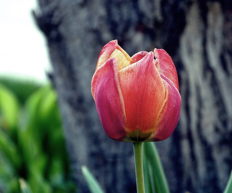 Beautiful red and yellow tulip near the tree trunk