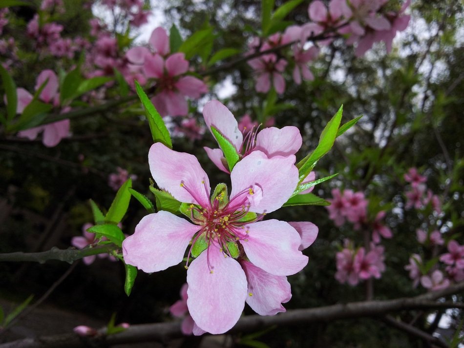 flower plant peach