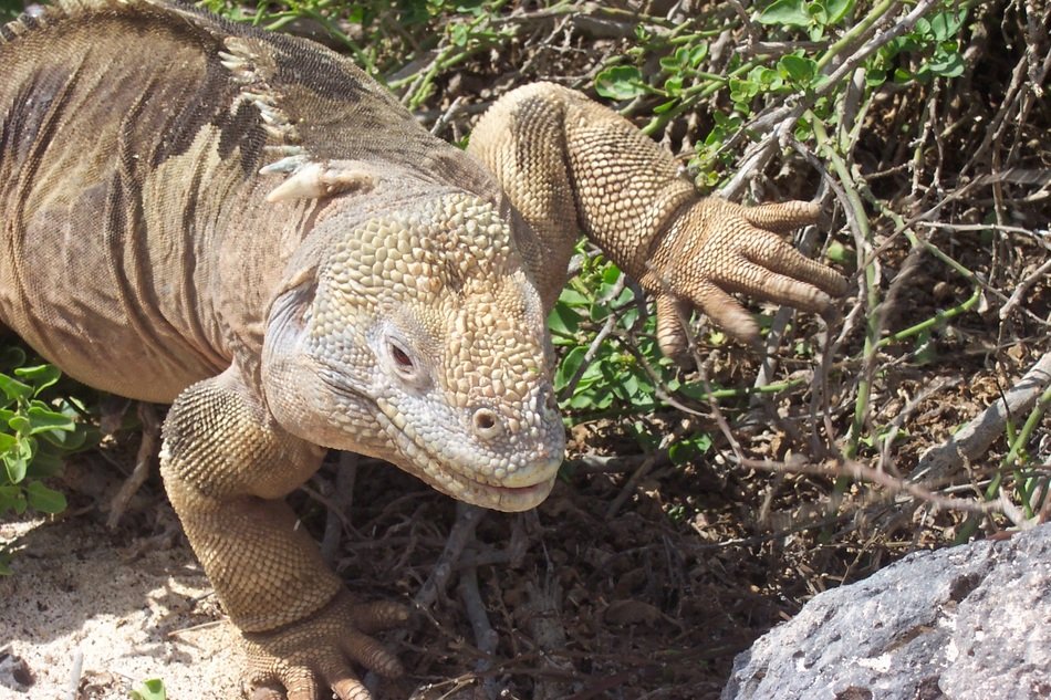 extraordinary beautiful iguana