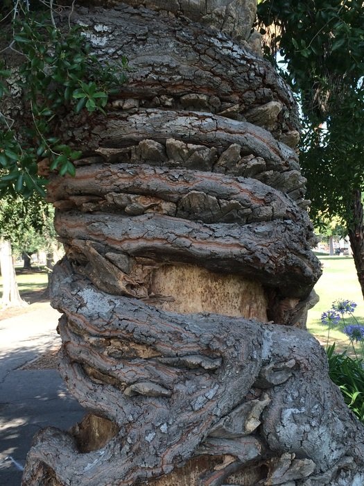 bottom part of old tree trunk close up