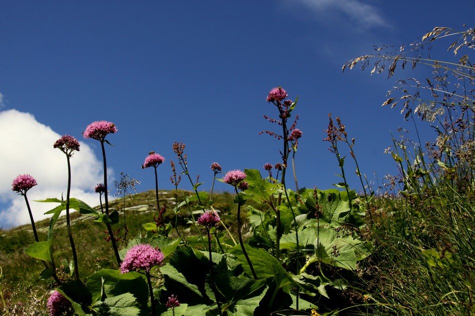 Picture of flowers on a hill
