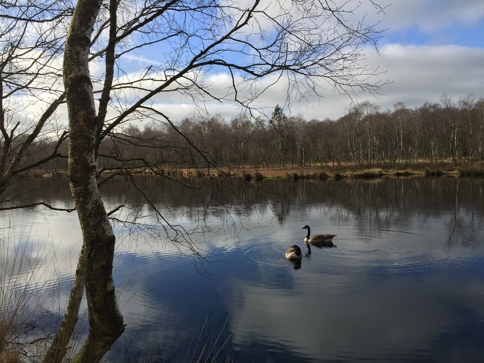 ducks on the lake on a background of autumn forest