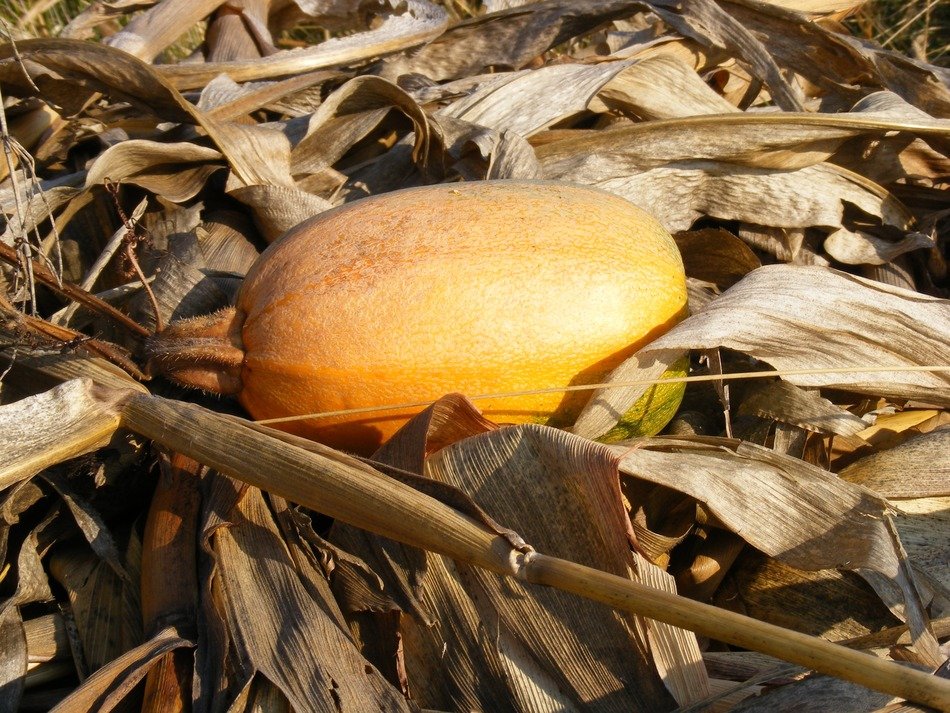 Orange pumpkin in the dry leaves of corn