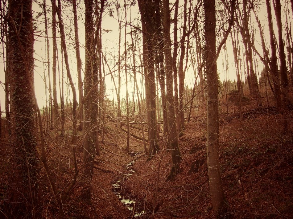 trees in the forest