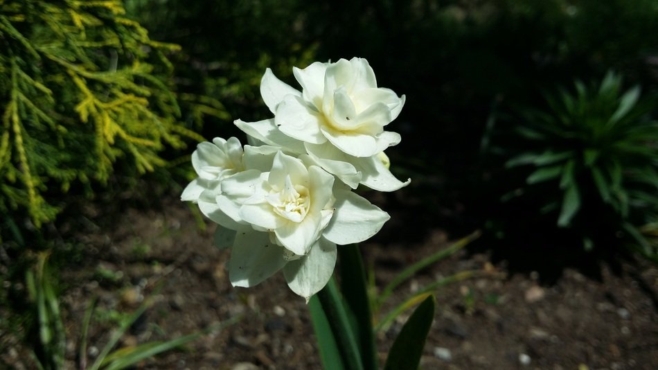 White flower bulb