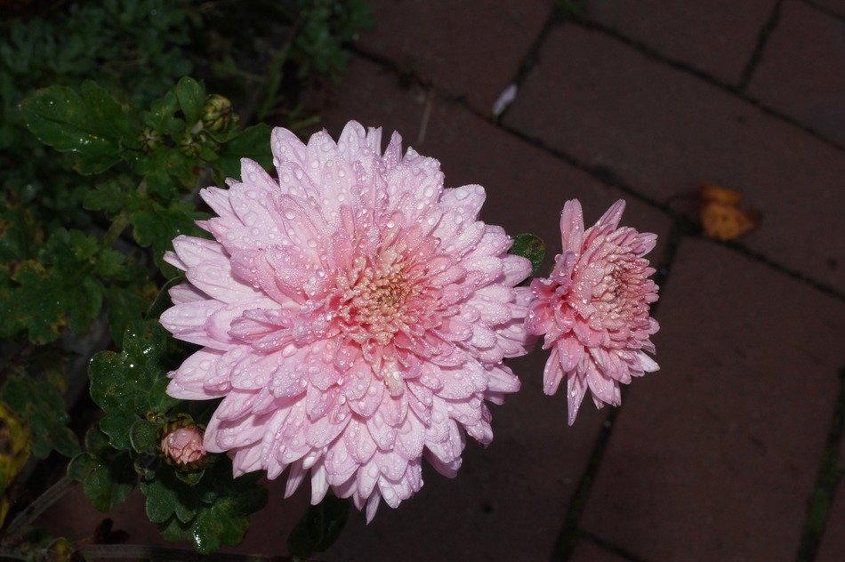 pink flowers in droplets