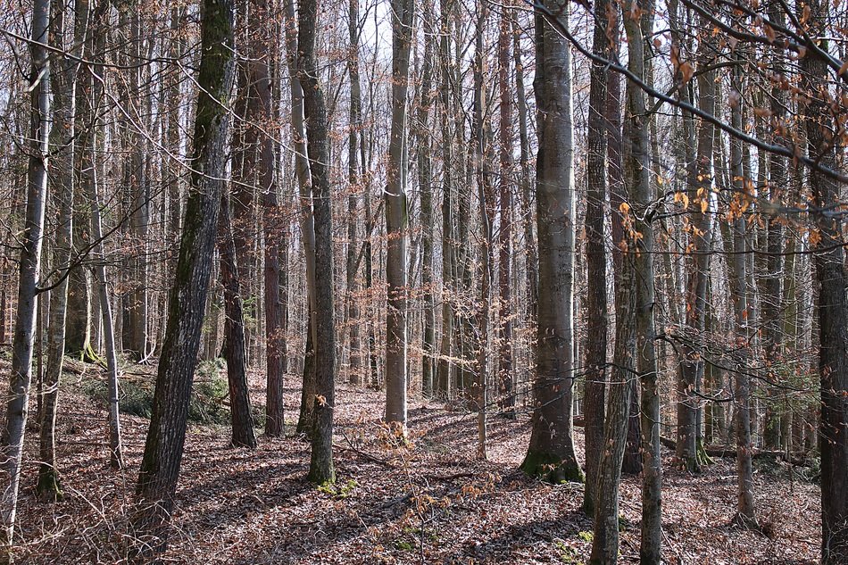 trees in the autumn forest