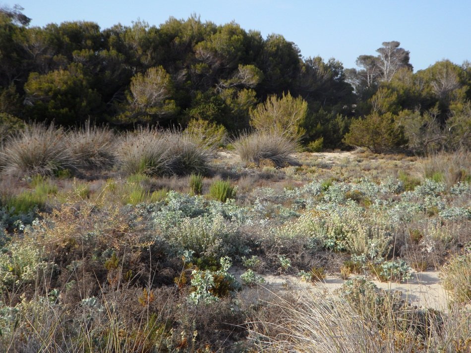 landscape of nature near the beach it trenc in mallorca