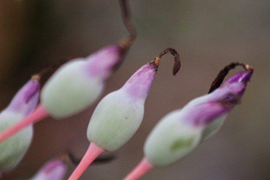 inflorescence portea bud