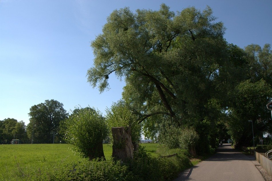 scene of big green tree near lake constance