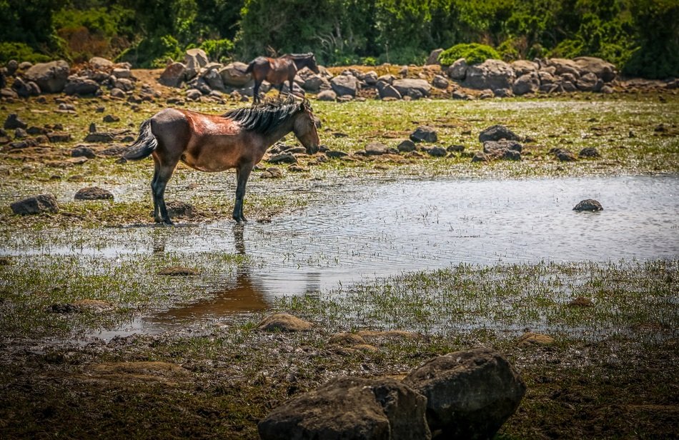 horses in national park in sardinia