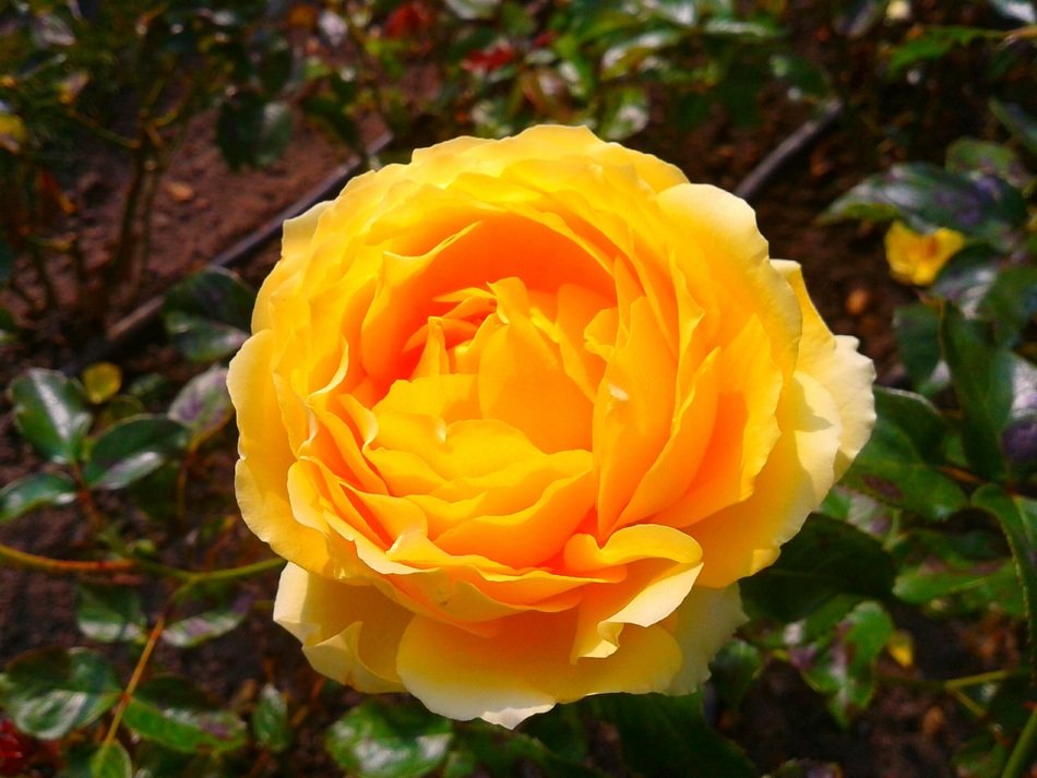 Yellow rose plant