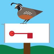 Quail on Mailbox