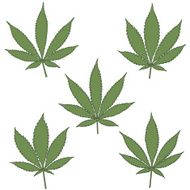 Set of natural marijuana leaves