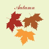 autumnal maple leaf background N2