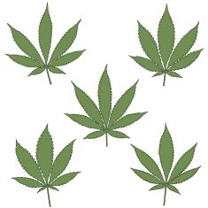 Set of natural marijuana leaves
